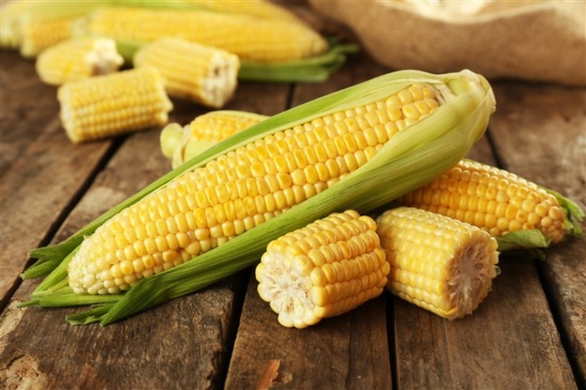mısır-corn-popcorn