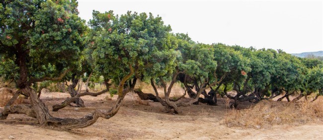 Kurban Bayramı'nda Alaçatı Rehberi Damla Sakızı Ağaçları