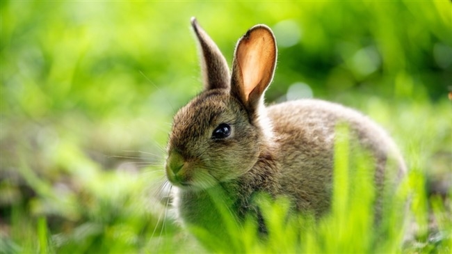 Tavşan-Rabbit